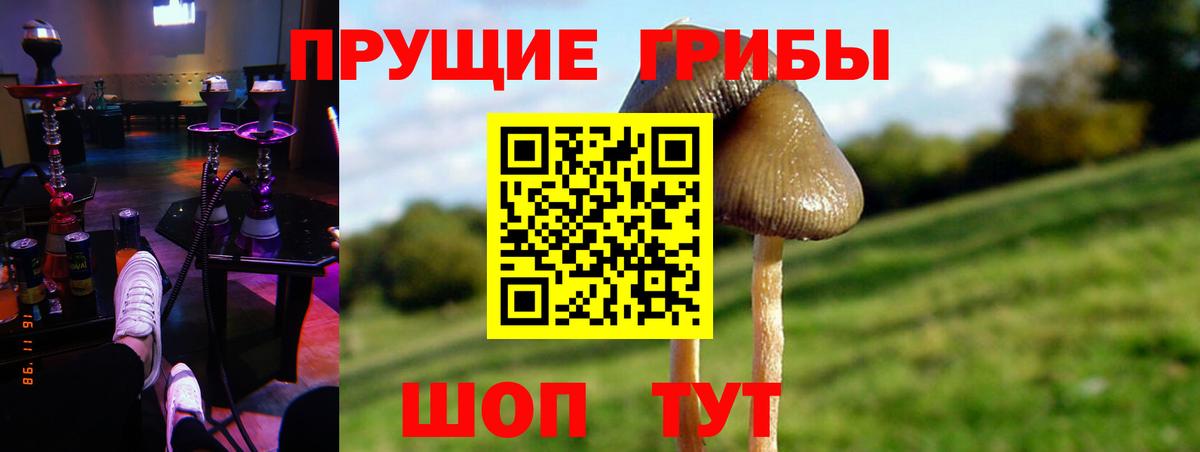 Псилоцибиновые грибы Psilocybe Благодарный